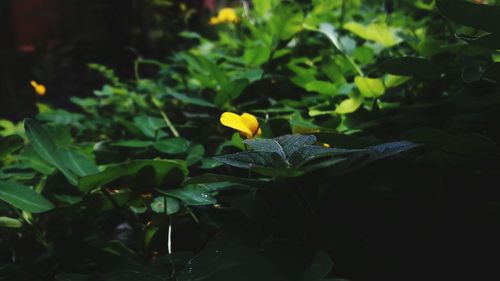 Close-up of yellow flowers blooming outdoors