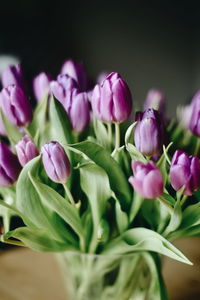 Close-up of pink flowers