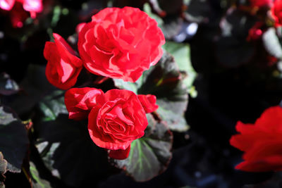 Close-up of red rose