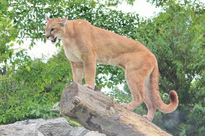 Low angle view of cougar standing on wood