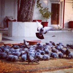 Full length of man feeding pigeons