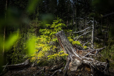 Driftwood on tree trunk in forest