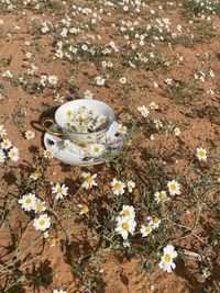 High angle view of white flowering plants