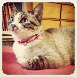 Close-up portrait of a cat