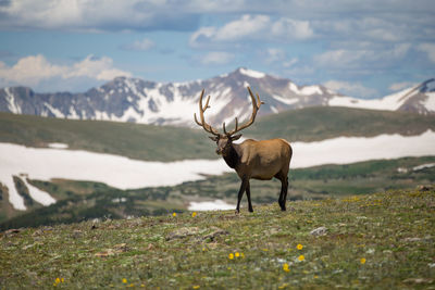 Deer standing on field