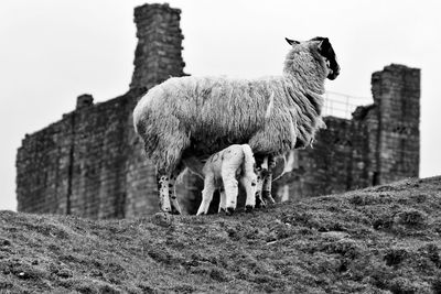 Low angle view of sheep on wall