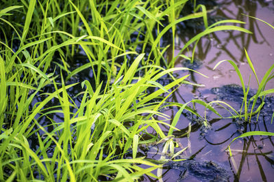 Close-up of plant growing in field