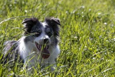 Portrait of dog on field