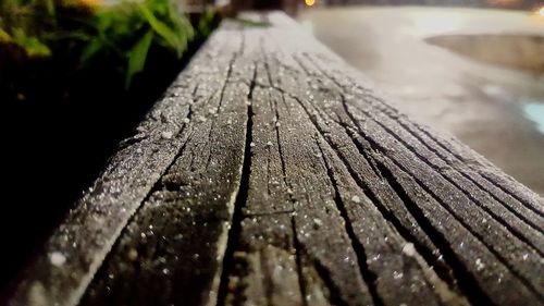 Close-up of tree trunk