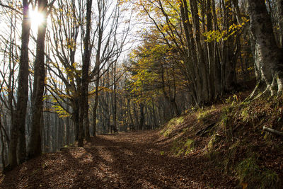 Trees growing in forest