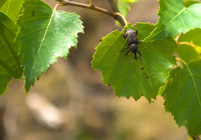 Close-up of insect on leaves