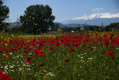 Red poppy flowers growing on field