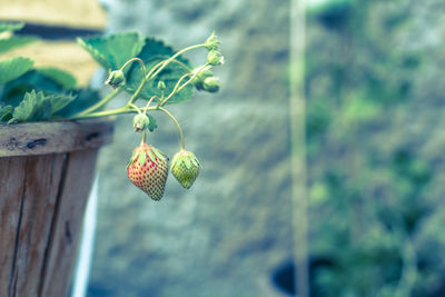 Close-up of strawberry growing