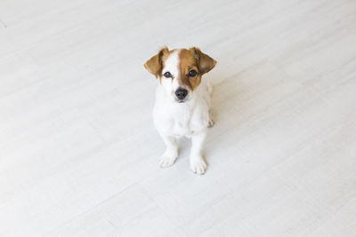 High angle portrait of puppy on floor