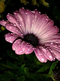 Close-up of wet flower blooming outdoors during rainy season