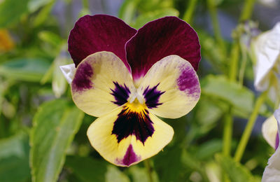 Close-up of purple flower