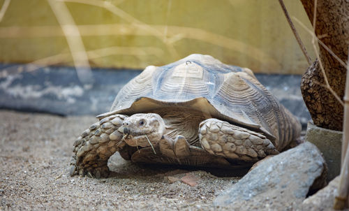 Close-up of a turtle in zoo