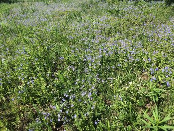 View of plants growing on field