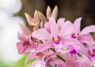 Close-up of pink flowers blooming outdoors