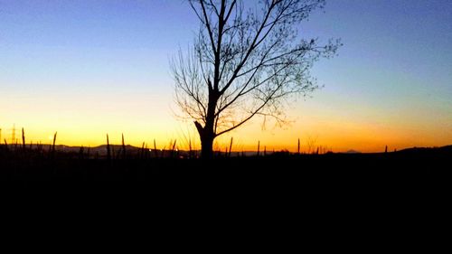 Silhouette bare trees on landscape against clear sky at sunset