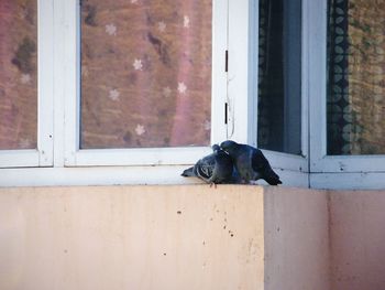 Bird on wall