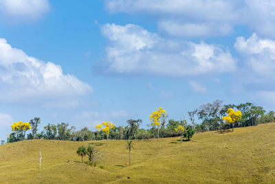 Trees on field against sky