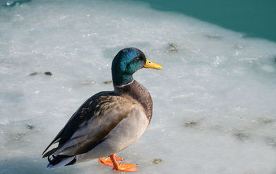 Mallard duck is perched on a piece of ice from a frozen lake on a cold day in winter