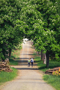 Rear view of backpackers walking on footpath amidst trees