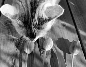 Close-up of cat relaxing at home