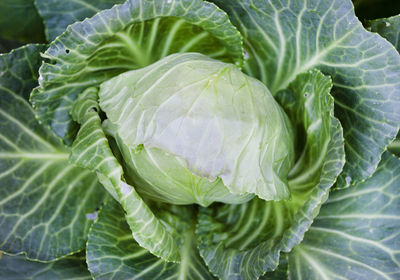 Full frame of green cabbage head in vegetable garden