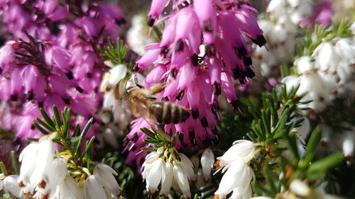 Close-up of purple flowers