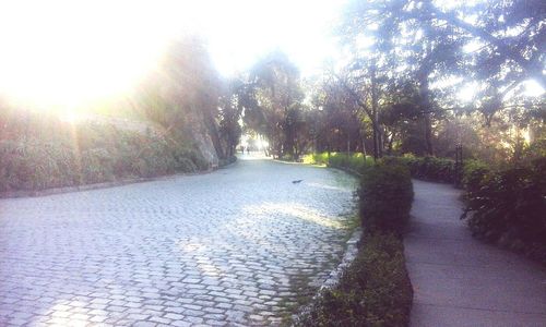 Walkway amidst trees in park