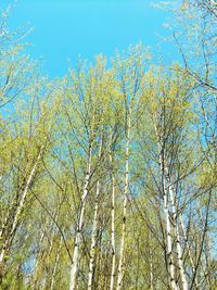 Low angle view of tree against blue sky