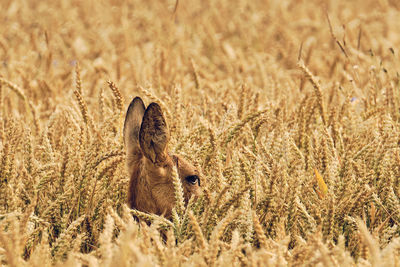 Side view of deer amidst crops on agricultural field