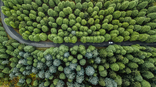 Full frame shot of plants