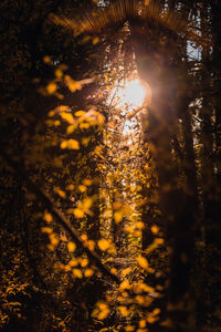 Sunlight streaming through trees in forest