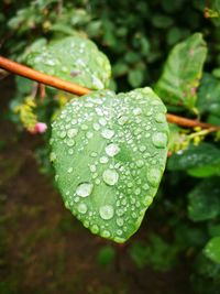 Close-up of wet leaf