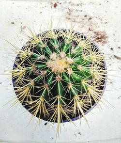 High angle view of cactus plant