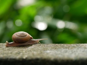 Close-up of snail on leaf