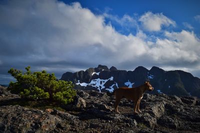 Horse standing on rock against sky