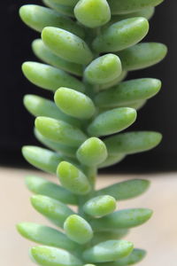 Close-up of green leaves