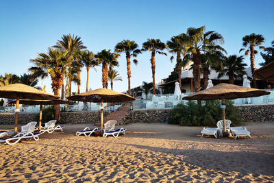 Palm trees on beach against clear sky