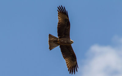 Low angle view of eagle flying against sky