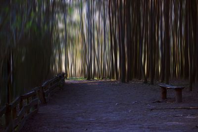 View of bamboo trees in forest