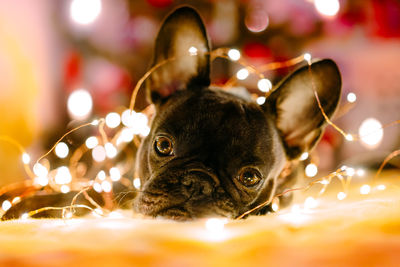 Close-up portrait of a french bulldog dog with christmas lights