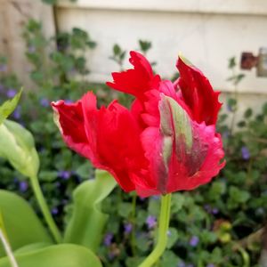 Close-up of red flowering plant