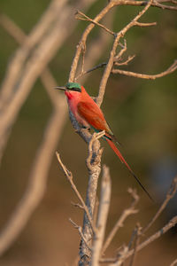 Close-up of bird perching on branch