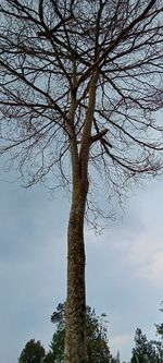 Low angle view of bare tree against sky