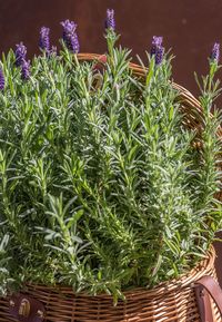 Close-up of plants in basket