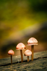 Close-up of fly agaric mushroom